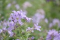 Milky bellflower Campanula lactiflora Loddon Anna, lilac flower